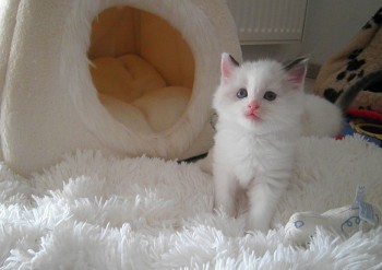 mâle seal bicolour  - Chatterie Ragdolls du Val de Beauvoir